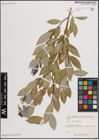 Foto von Salix excelsa S. G. Gmel.